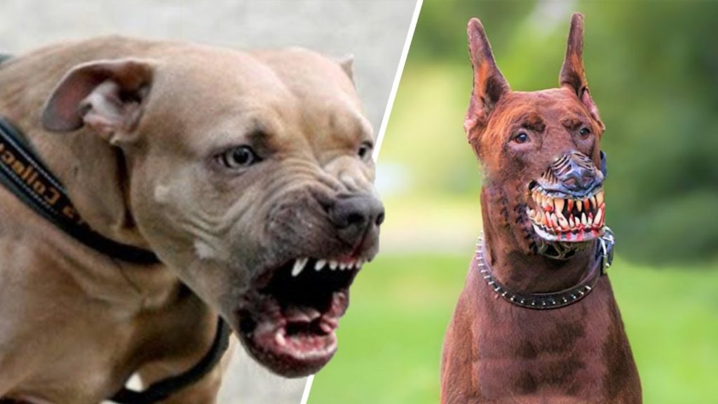 7 de perros que podrían acabar con tu vida en un minuto - Dato Curioso