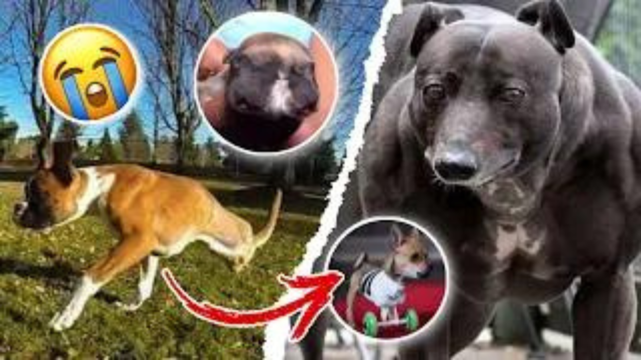 10 perros que son únicos en el mundo